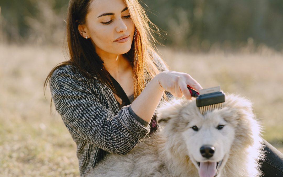 TOUT CE QUE VOUS DEVEZ SAVOIR SUR LE TOILETTAGE DES CHIENS.