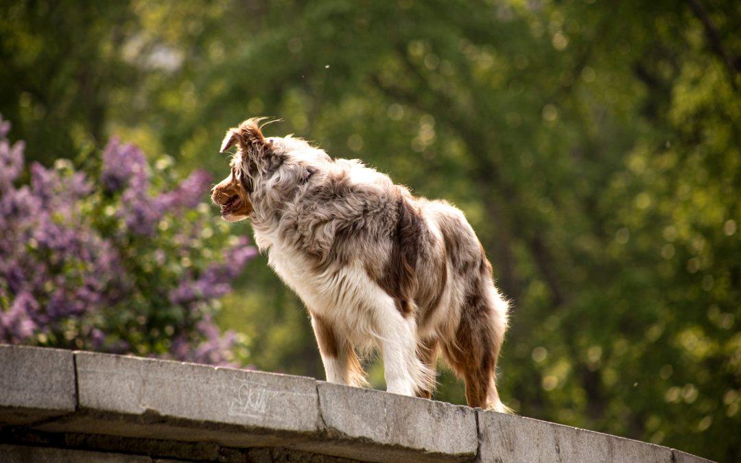 COMMENT PROTÉGER SON CHIEN CONTRE LES MOUSTIQUES ?